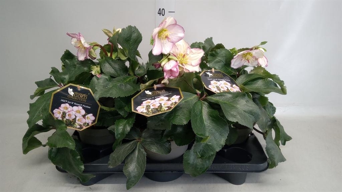<h4>Helleborus  'Ice N Roses Picotee'</h4>