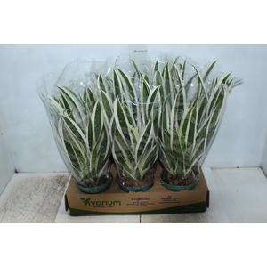 GUZMANIA LINGULATA MARGINATA PT14