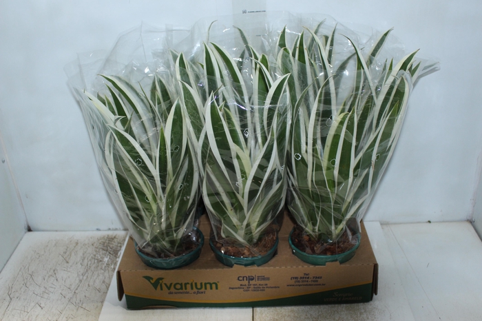 <h4>GUZMANIA LINGULATA MARGINATA PT14</h4>