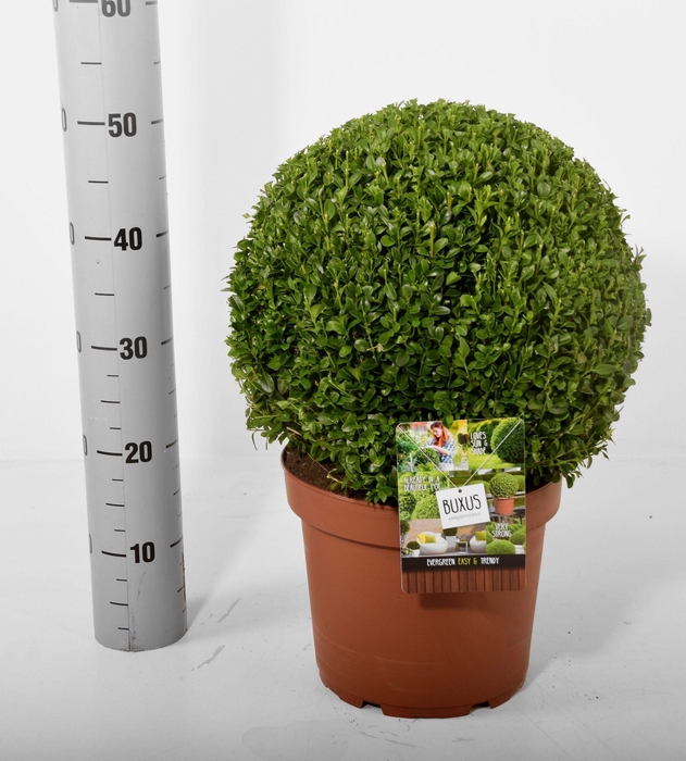 <h4>Buxus sempervirens terracotta Ø 30-35 cm (Klokdeal)</h4>