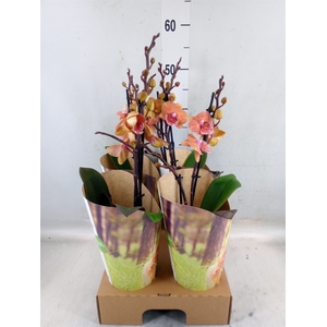 Phalaenopsis   ...orange