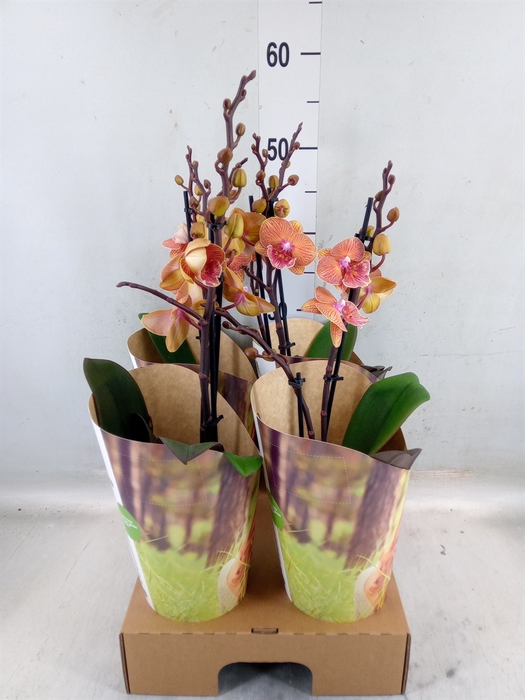 <h4>Phalaenopsis   ...orange</h4>