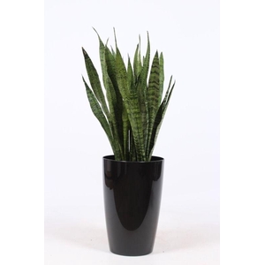 Sansevieria zeylanica in Santorini 