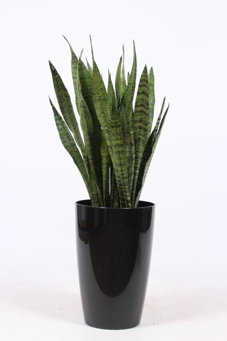 <h4>Sansevieria zeylanica in Santorini "antraciet"</h4>