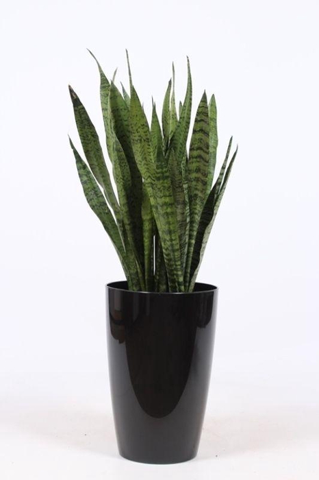 <h4>Sansevieria zeylanica in Santorini "antraciet"</h4>