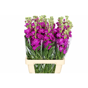 Matthiola Iron Hot Pink