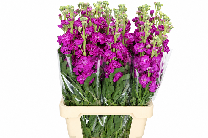 <h4>Matthiola Iron Hot Pink</h4>