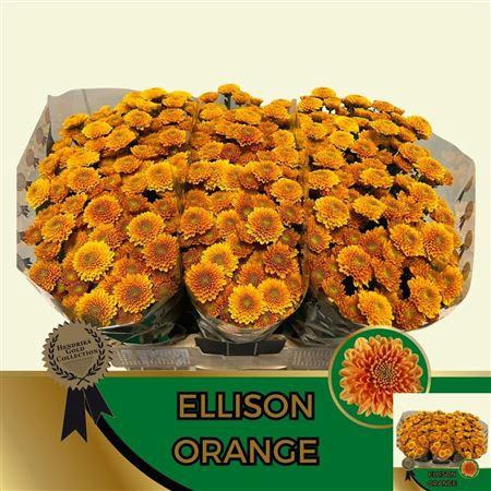 <h4>Chr S Ellison Orange</h4>