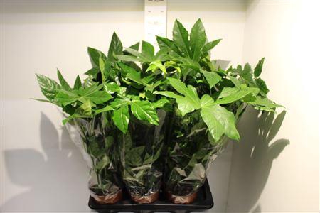 <h4>Fatsia Japonica Overig</h4>