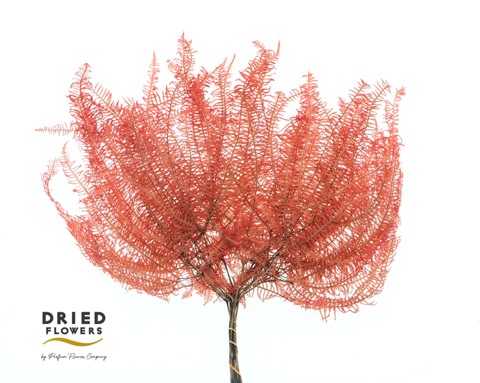 <h4>Dried Bleached Coral Leaf Dark Red</h4>