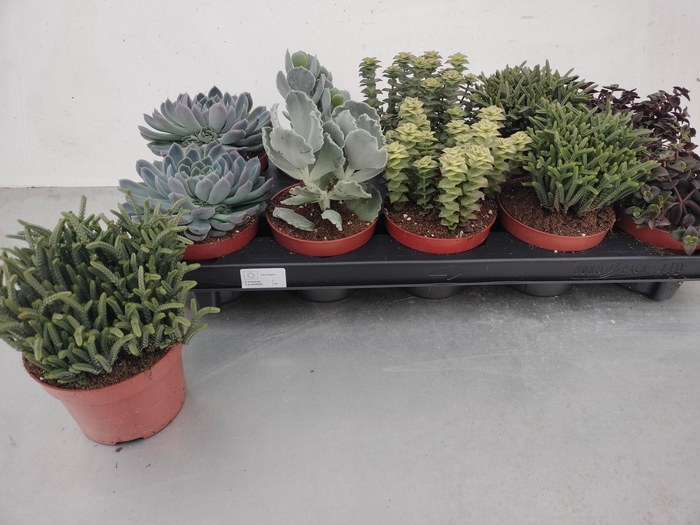 <h4>SUCC GEM 5 SRT</h4>