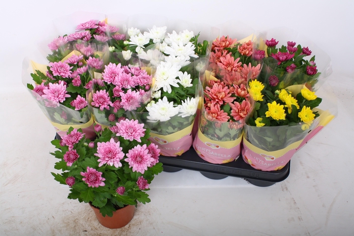 <h4>CHRYS GEVULDBL GEM</h4>