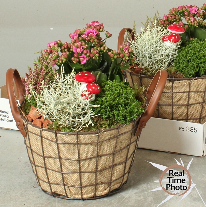 <h4>ARR TUINPLANTEN</h4>