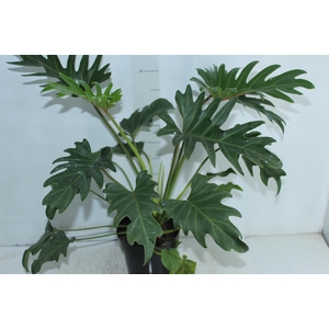PHILODENDRON XANTAL P17