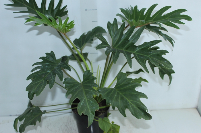 <h4>PHILODENDRON XANTAL P17</h4>