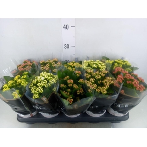 Kalanchoe blos. 'RoyalDon'   ..mix