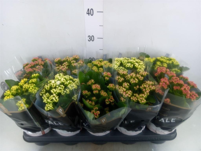 <h4>Kalanchoe blos. 'RoyalDon'   ..mix</h4>