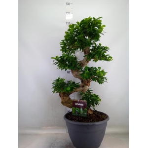 Ficus microcarpa 'Ginseng'