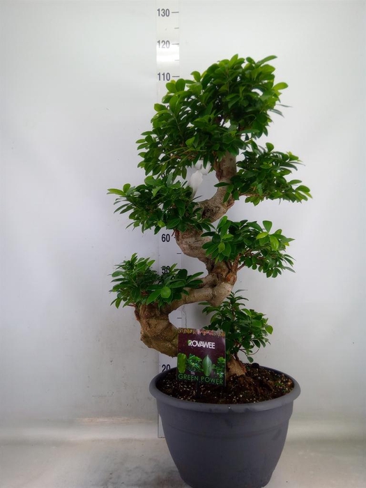 <h4>Ficus microcarpa 'Ginseng'</h4>