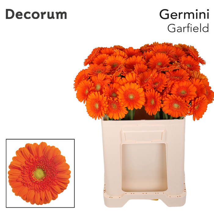 <h4>Germini Garfield Water/Hoes x80</h4>
