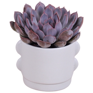 Year-Round Succlent Ceramic Soft Elegance 496 ø13cm 1PP