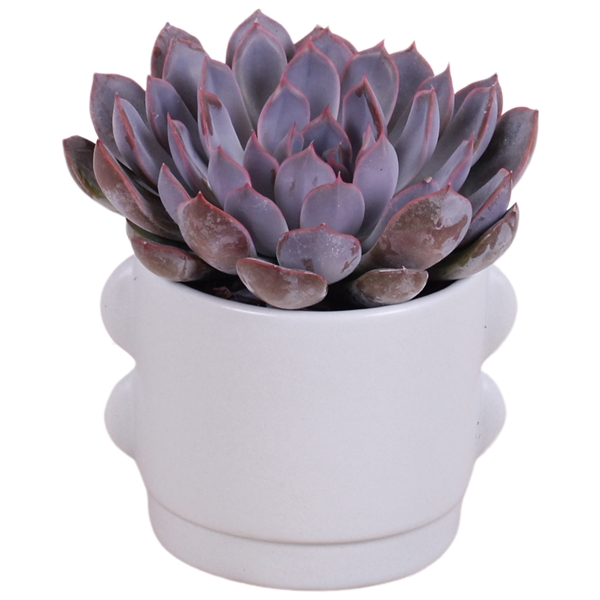 <h4>Year-Round Succlent Ceramic Soft Elegance 496 ø13cm 1PP</h4>