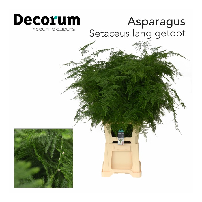 <h4>ASPARAGUS SETACEUS</h4>