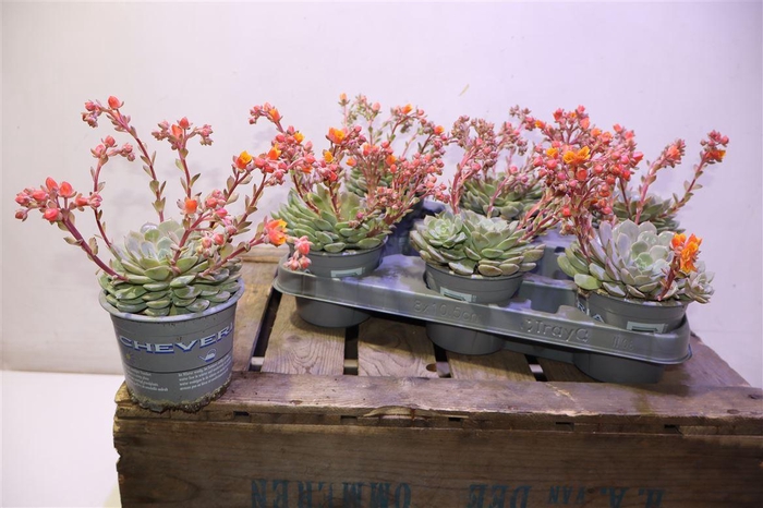 <h4>Echev Dondo</h4>