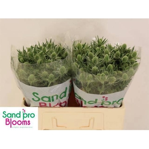 ERYN MAG WHIT LAGOON