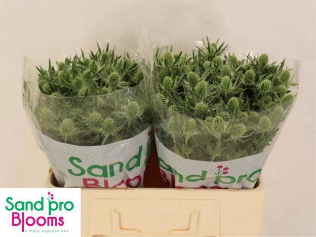 <h4>ERYN MAG WHIT LAGOON</h4>