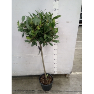 Laurus nobilis