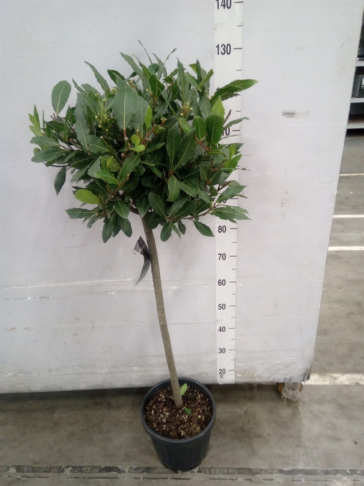 <h4>Laurus nobilis</h4>