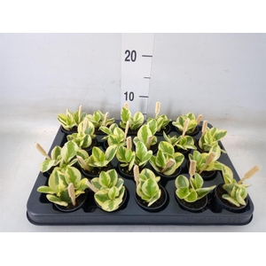 Peperomia obt. 'Obtipan Bicolor'