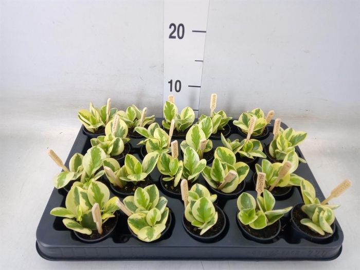 <h4>Peperomia obt. 'Obtipan Bicolor'</h4>