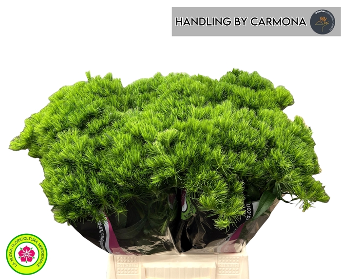 <h4>DI BARB KIWI MELLOW</h4>