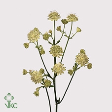 <h4>ASTR SNOW STAR</h4>