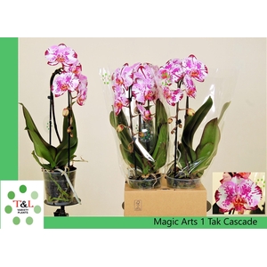 Phalaenopsis  'Elegant Cascade'