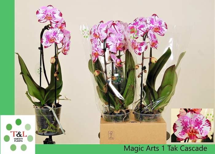 <h4>Phalaenopsis  'Elegant Cascade'</h4>