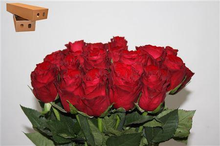 <h4>R Gr Madam Red</h4>