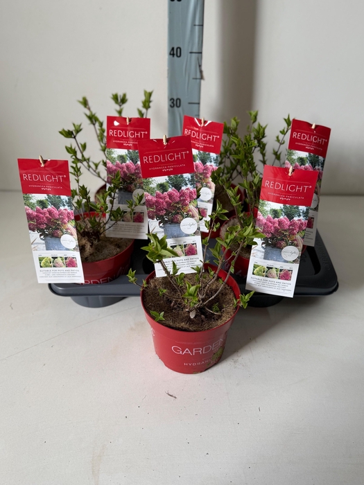 <h4>HYDR PANICULATA</h4>