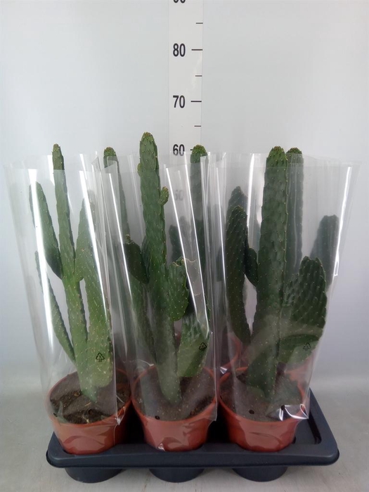 <h4>Opuntia</h4>