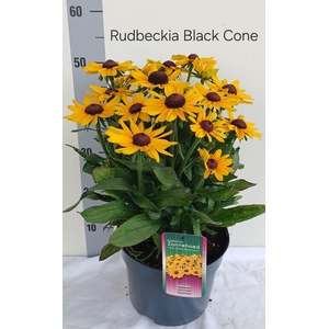 RUDB SUNBECK OPHELIA