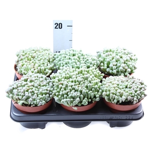 Succulents   ...