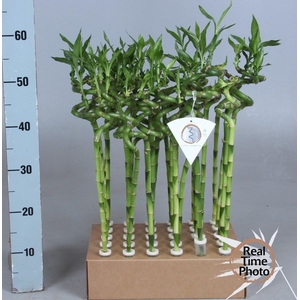 DRA LUCKY BAMBOO