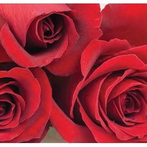 Rosa Red Samourai