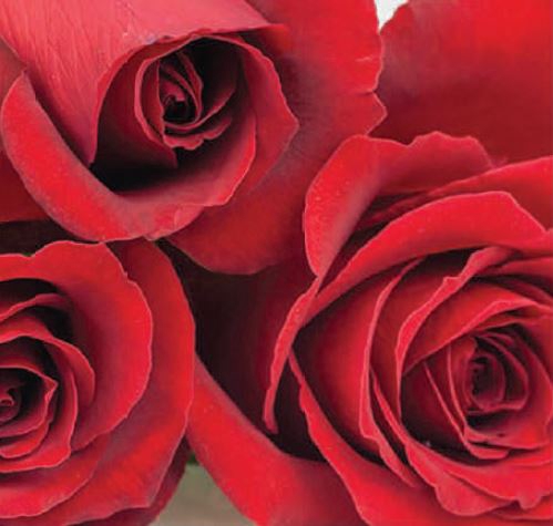 Rosa Red Samourai