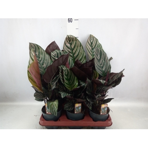 Calathea sanderiana