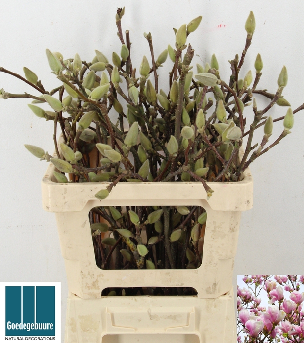 <h4>MAGNOLIA OV</h4>