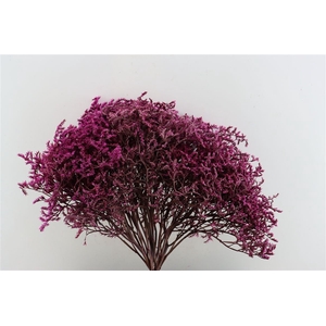 Dried Statice Tatarica Pkg Lilac 4kg/box