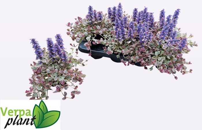 <h4>AJUGA R BURGUNDY GLO</h4>